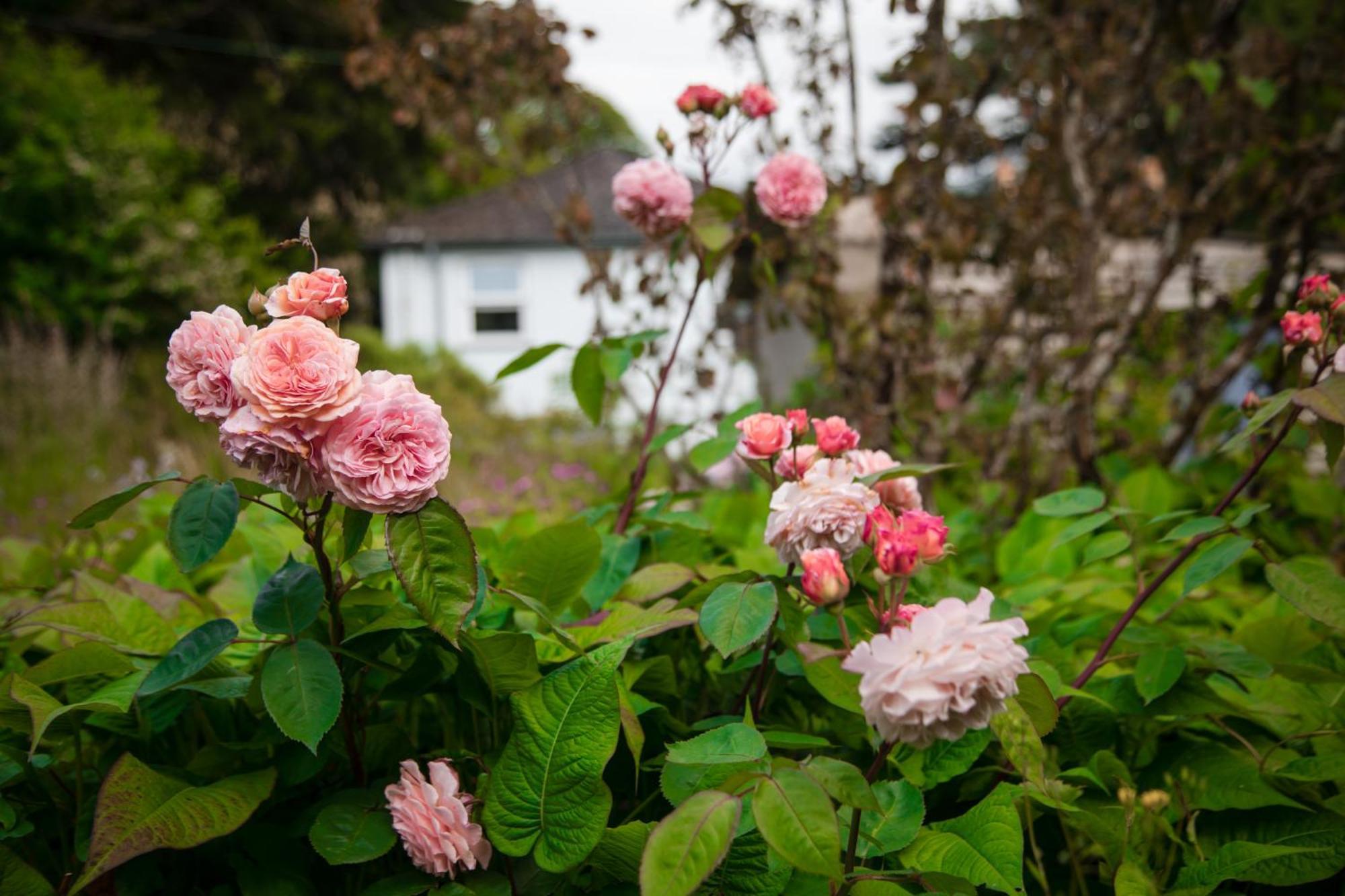 Trigonos - Quiet, Peaceful, Vegetarian B&B And Retreat Centre Nantlle Zewnętrze zdjęcie